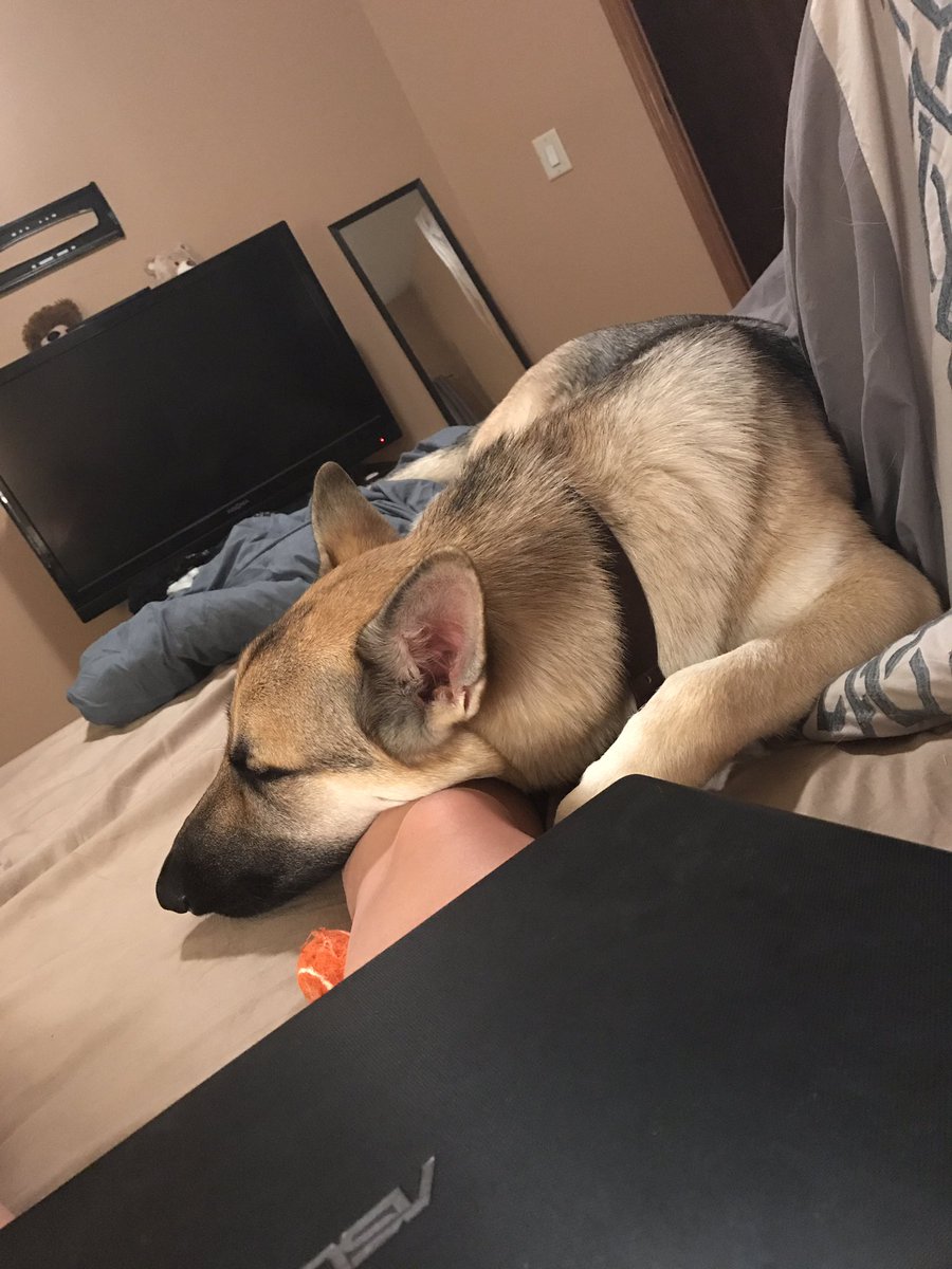 Nessaboo201's tweet photo. He completes my heart❤️ #cantfeelmyleg #soprecious #mygermanshepherd https://t.co/3PhIC80DcR