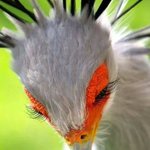 まるで火の鳥!ヘビクイワシのフォルムに手塚治虫創造説浮上ｗ