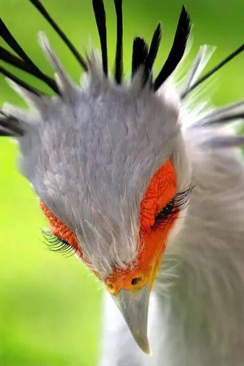 まるで火の鳥！ヘビクイワシのフォルムに手塚治虫創造説浮上ｗ
