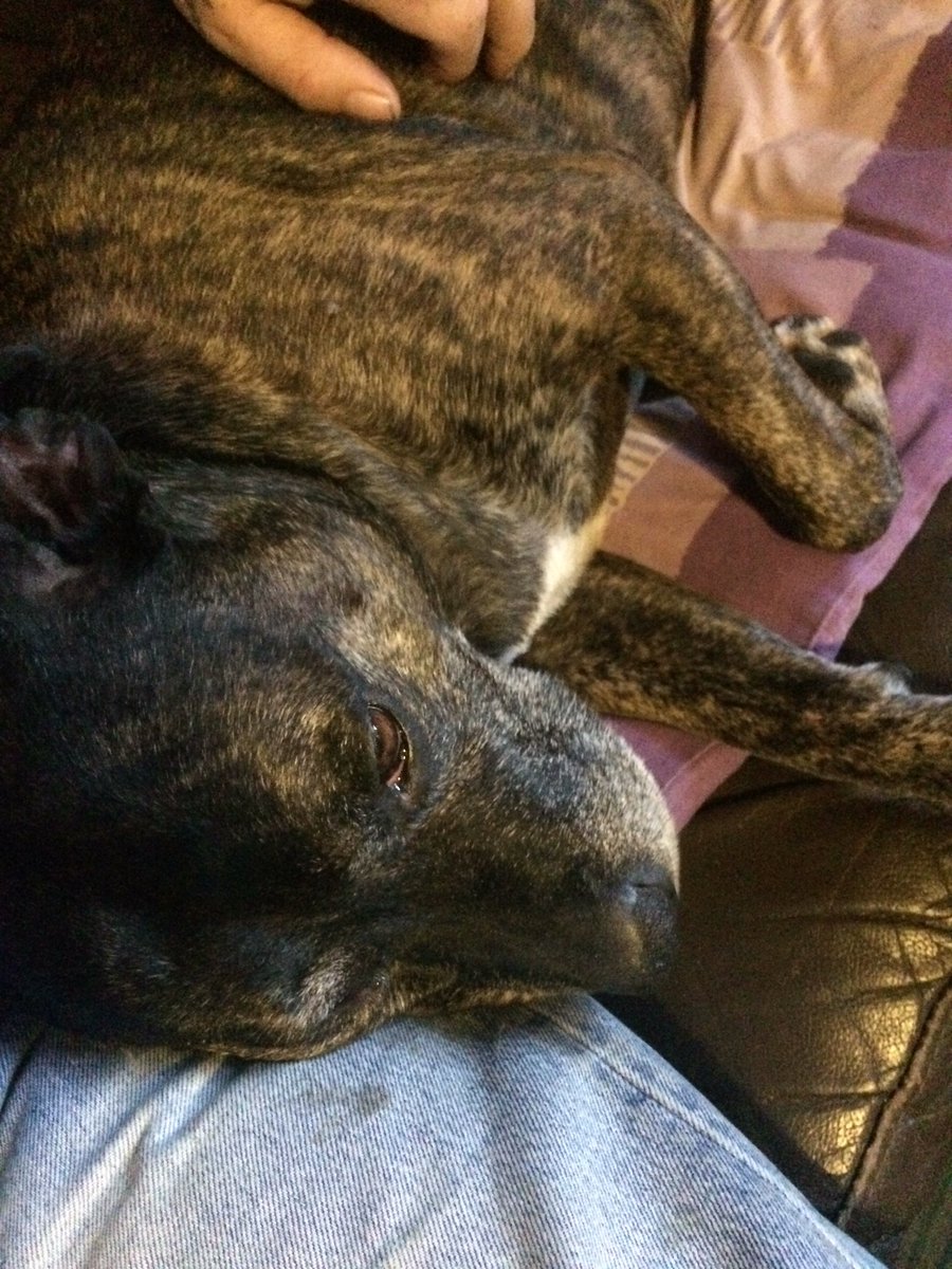 davespensi's tweet photo. #ShowcaseYourPet this is poppy adopted at three now nine , a joy to own https://t.co/bFWVIayu0n