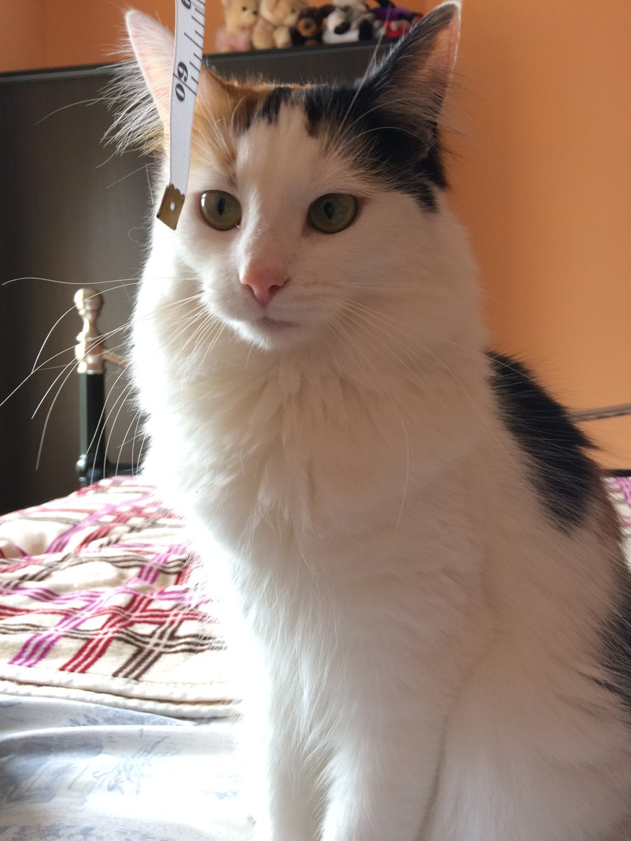 AmbiDress's tweet photo. In Icelandic folklore, if you don't get new clothes to wear at Christmas, a giant Yule Cat will eat you. Here she is. https://t.co/Dc85RTMaMf