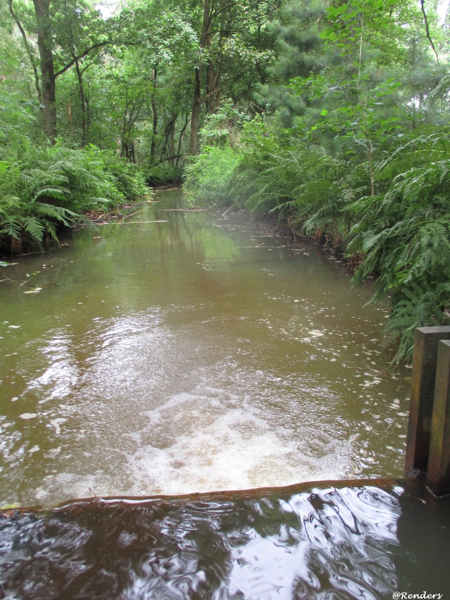 DeBiezen_76's tweet photo. De #Esperloop op de Grotelsche Heide-gevoed door eeuwenoud water uit de #peelrandbreuk zojuist vloog de #Bronlibel voorbij 💧 https://t.co/f2LfH9g7TX