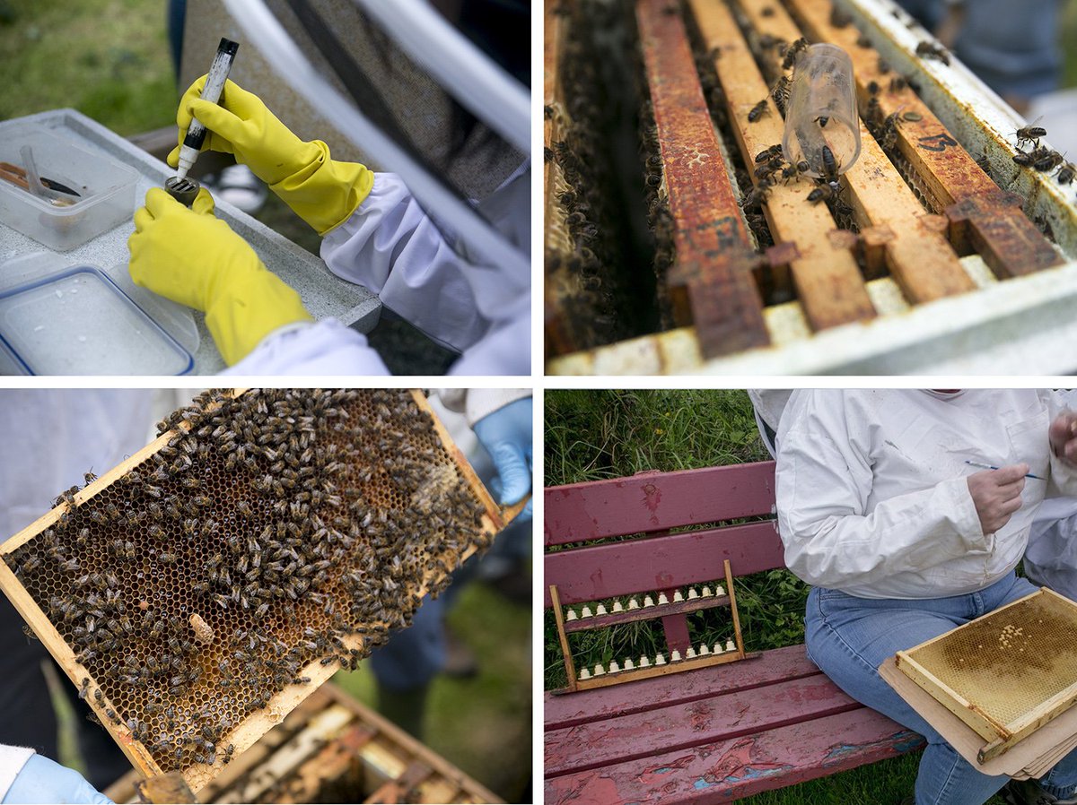 caltunney's tweet photo. A new post on the great work @BelfastBees are doing at their summer programme #bees #beekeeping #belfast @ulsterbees
https://t.co/w3bMpWe8yH https://t.co/Bdbbou8tZa