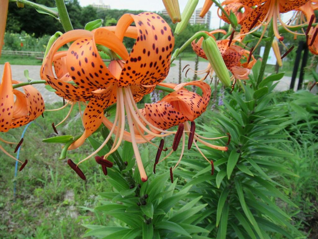 1000花 521 オニユリ ユリ科 中国原産 史前帰化 あちこちの庭や公園で一斉に咲く 葉の付け根にムカゴ ができるのが特徴 このムカゴで増殖する よく似たコオニユリ 日本原産 はムカゴがない 花 フラワー 夏の花 野菜