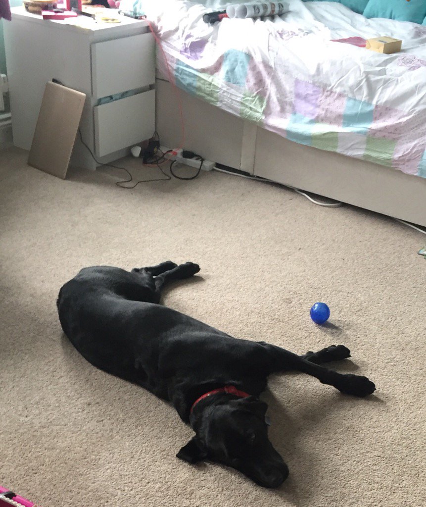 missbonniedog's tweet photo. @robwilkprimary please tell Orla I miss her. I NEVER sleep in her room normally 😘 https://t.co/l1bAPFAKqT