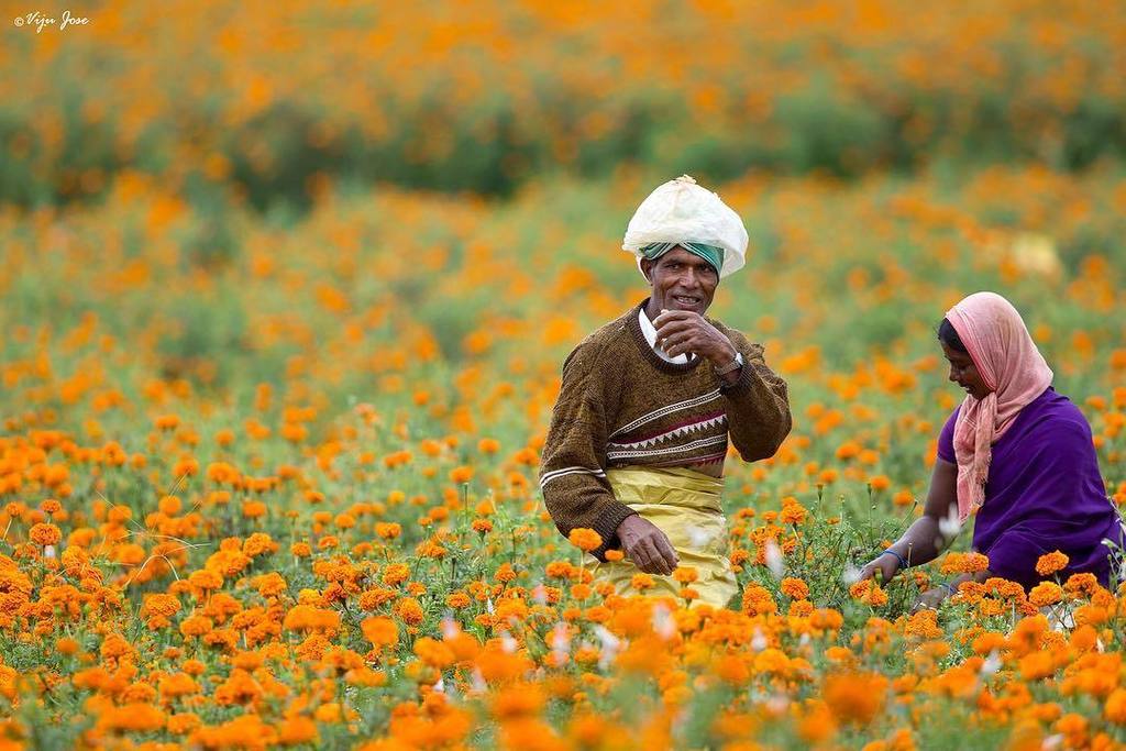 koooljoe's tweet photo. Flower Farmers.... A view from the Indian countryside
#flowers #farmers #farming #canonme #canon5dmkiii #igersind… https://t.co/7Y9rNsq6TF https://t.co/7eiUFpawBm
