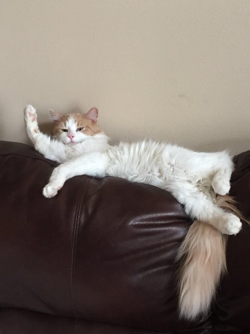 MoipakiMasego's tweet image. Yoh yoh yoh I got a question teacher do you mind me asking.🙋