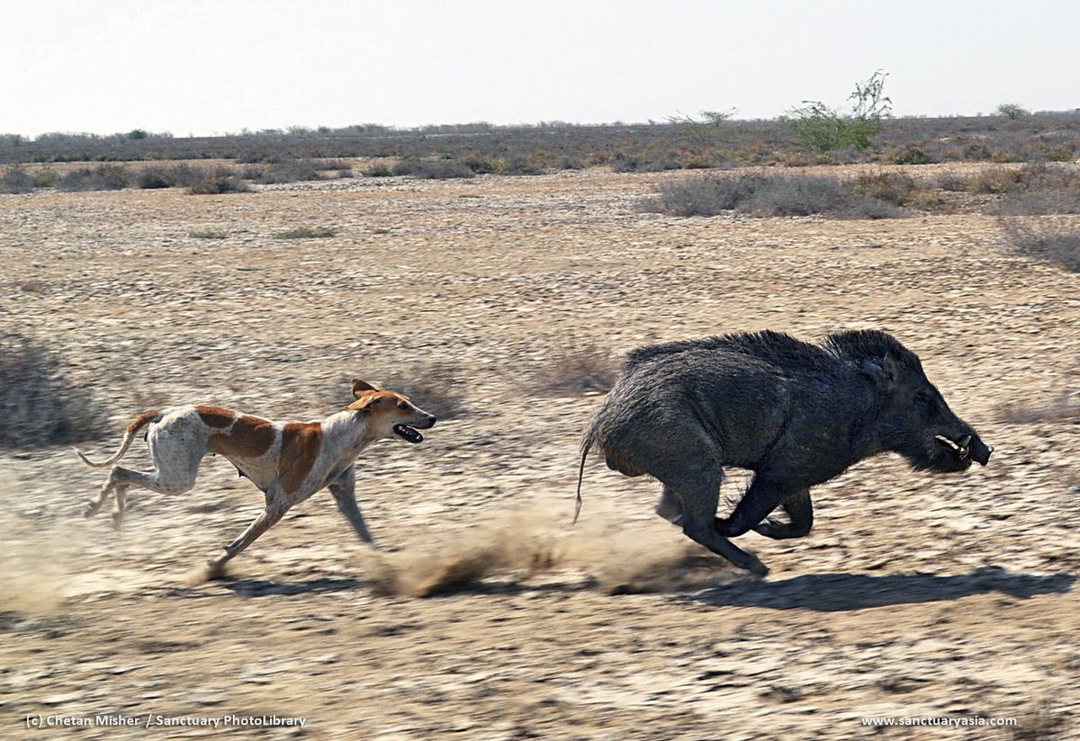 SanctuaryAsia's tweet photo. Dogs hunt #wildlife. And the scale of the problem is only just emerging. Chandrima Home and Abi Tamim Vanak explain: https://t.co/5HjvGYmkNp https://t.co/Tlk0TFdexl