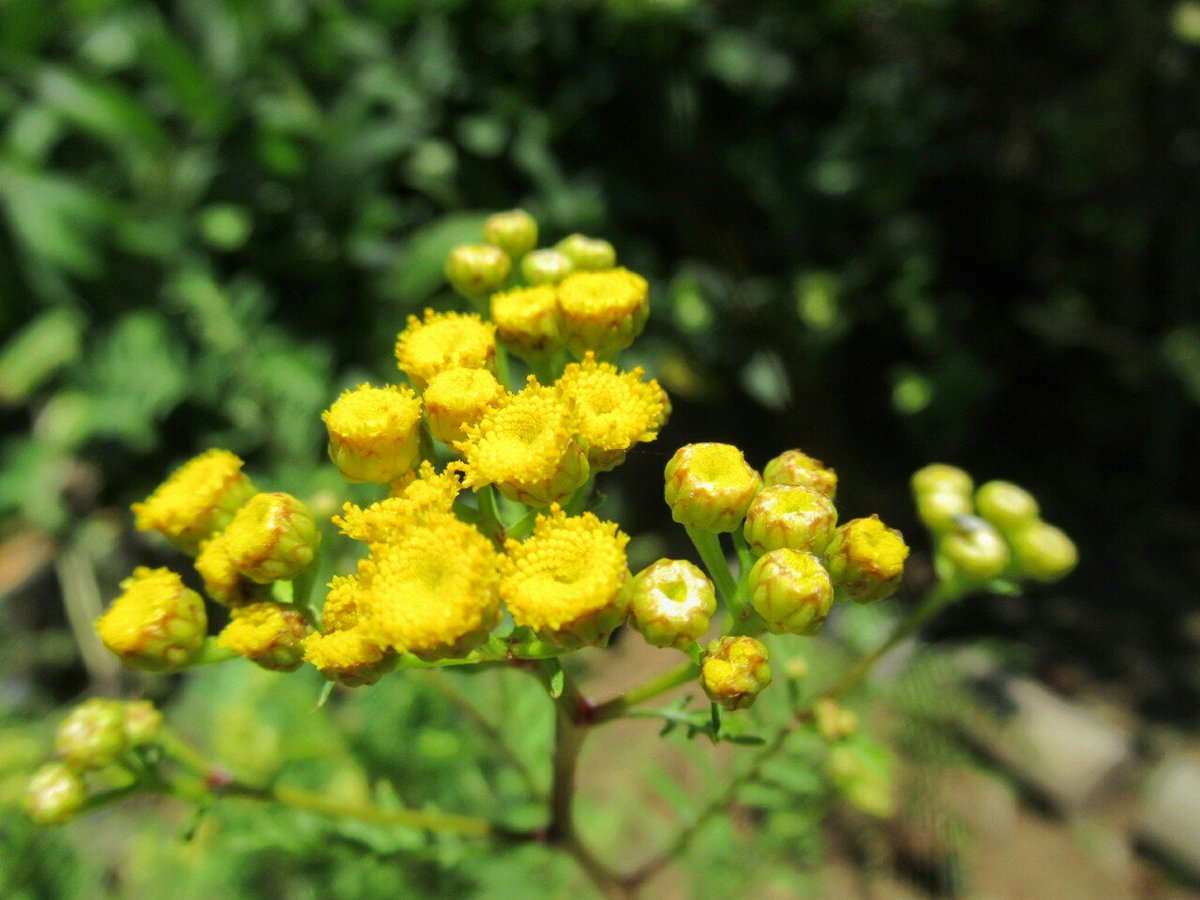 雑草図鑑 準備中 523 タンジー キク科 欧州 北アジア 北海道に分布 別名ヨモギギク 古代より栽培されたハーブで 樟脳に似た香りを持つ 黄色いボタン形の花をたくさん咲かせる 花 ハーブ 夏の花 フラワー