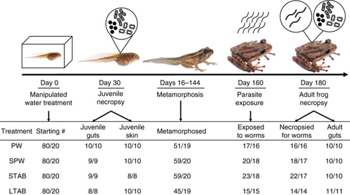 NatureEcoEvo's tweet photo. Disruption of tadpole bacterial communities affects resistance to parasitic worms in adult frogs https://t.co/x194uyaVvb @NatureComms https://t.co/MANVm0zDrn