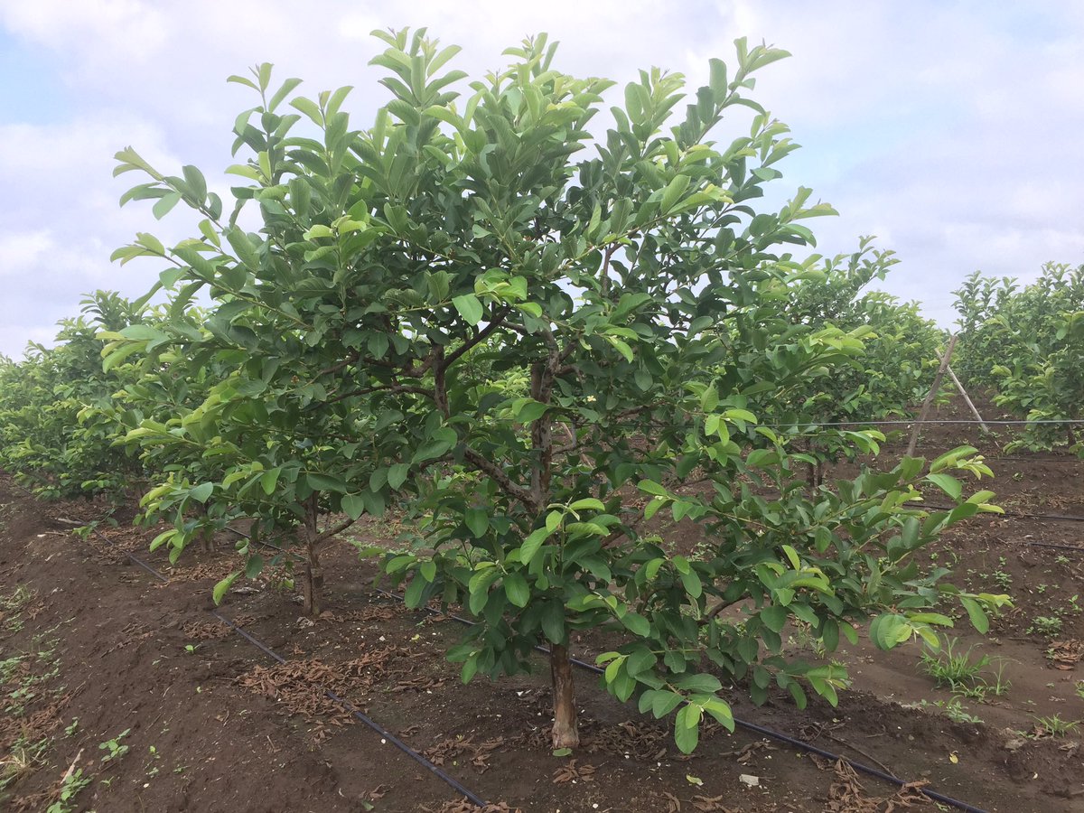JDkrashifirm's tweet photo. #guava #vnrbihi1 #thaiguava #fruitsetting #bumperflowering #jdkf #jaydeep_krashi_firm #jdkf_guava https://t.co/MWqH2X3FZn