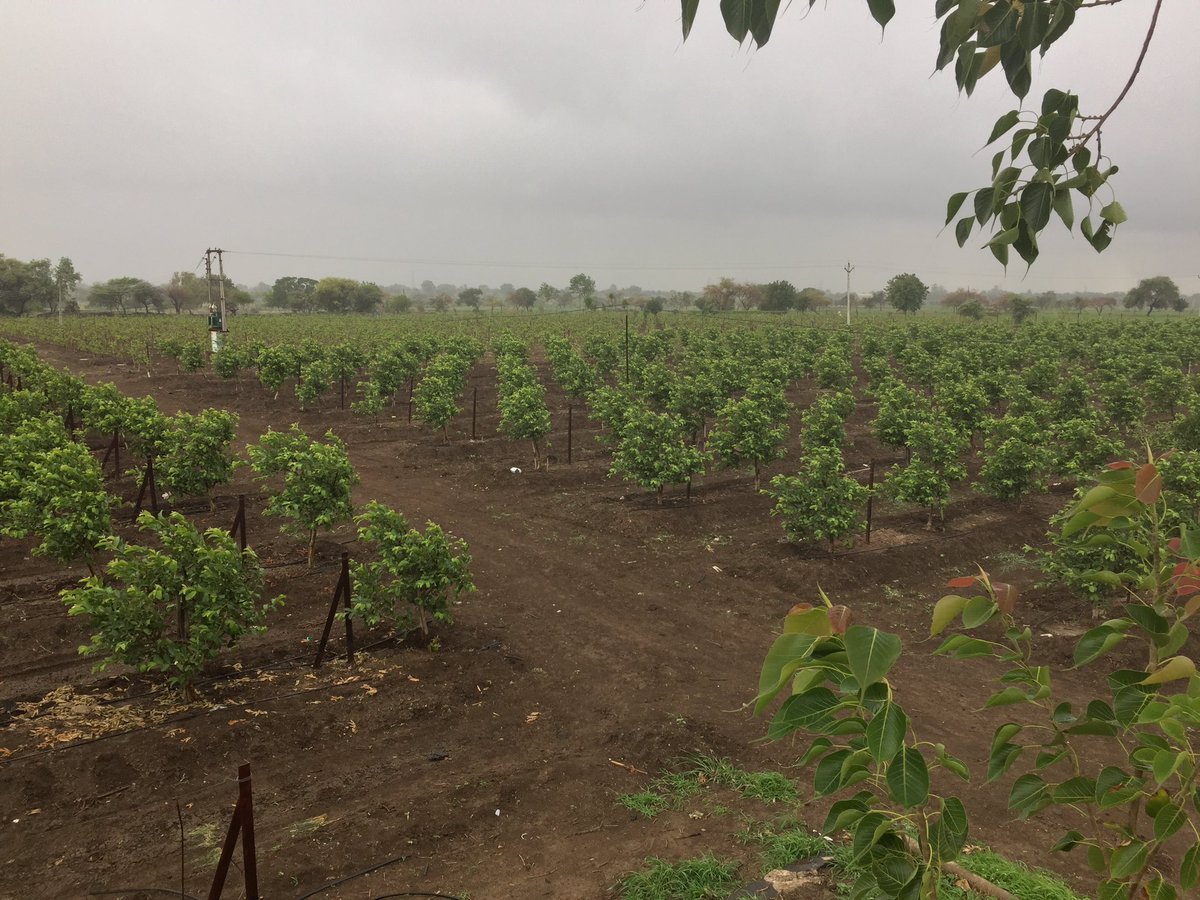 JDkrashifirm's tweet photo. Nice view from the storage dam. #jdkf #jaydeep_krashi_firm #ratlam_guava #karmadi_guava #vnrbihi1 #thaiguava #netafimindia https://t.co/20MqzXDwNR