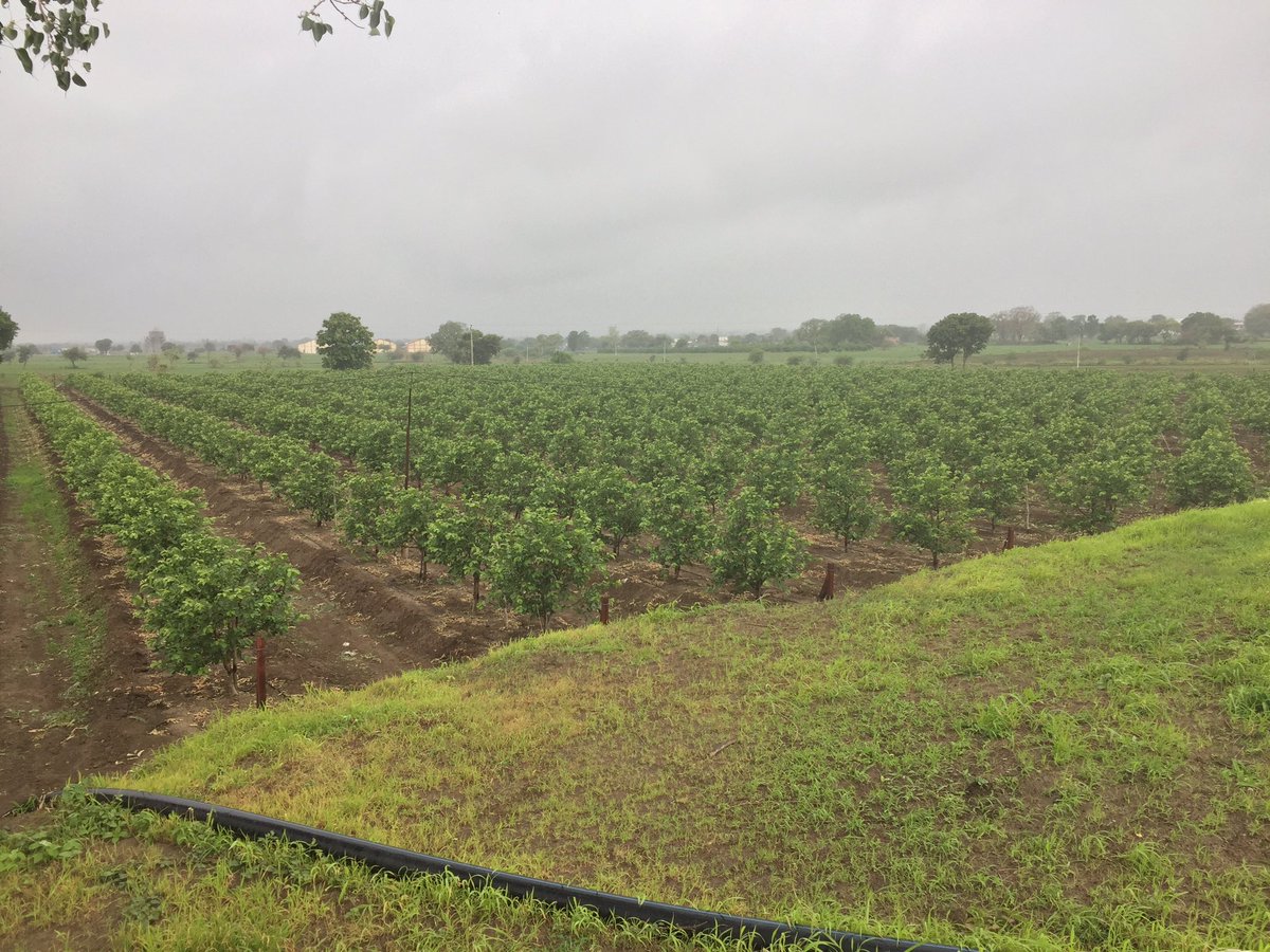 JDkrashifirm's tweet photo. Nice view from the storage dam. #jdkf #jaydeep_krashi_firm #ratlam_guava #karmadi_guava #vnrbihi1 #thaiguava #netafimindia https://t.co/20MqzXDwNR