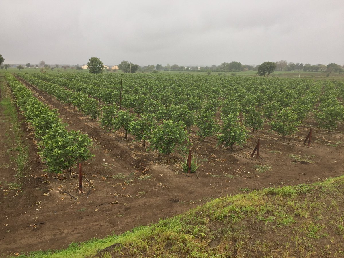 JDkrashifirm's tweet photo. Nice view from the storage dam. #jdkf #jaydeep_krashi_firm #ratlam_guava #karmadi_guava #vnrbihi1 #thaiguava #netafimindia https://t.co/20MqzXDwNR
