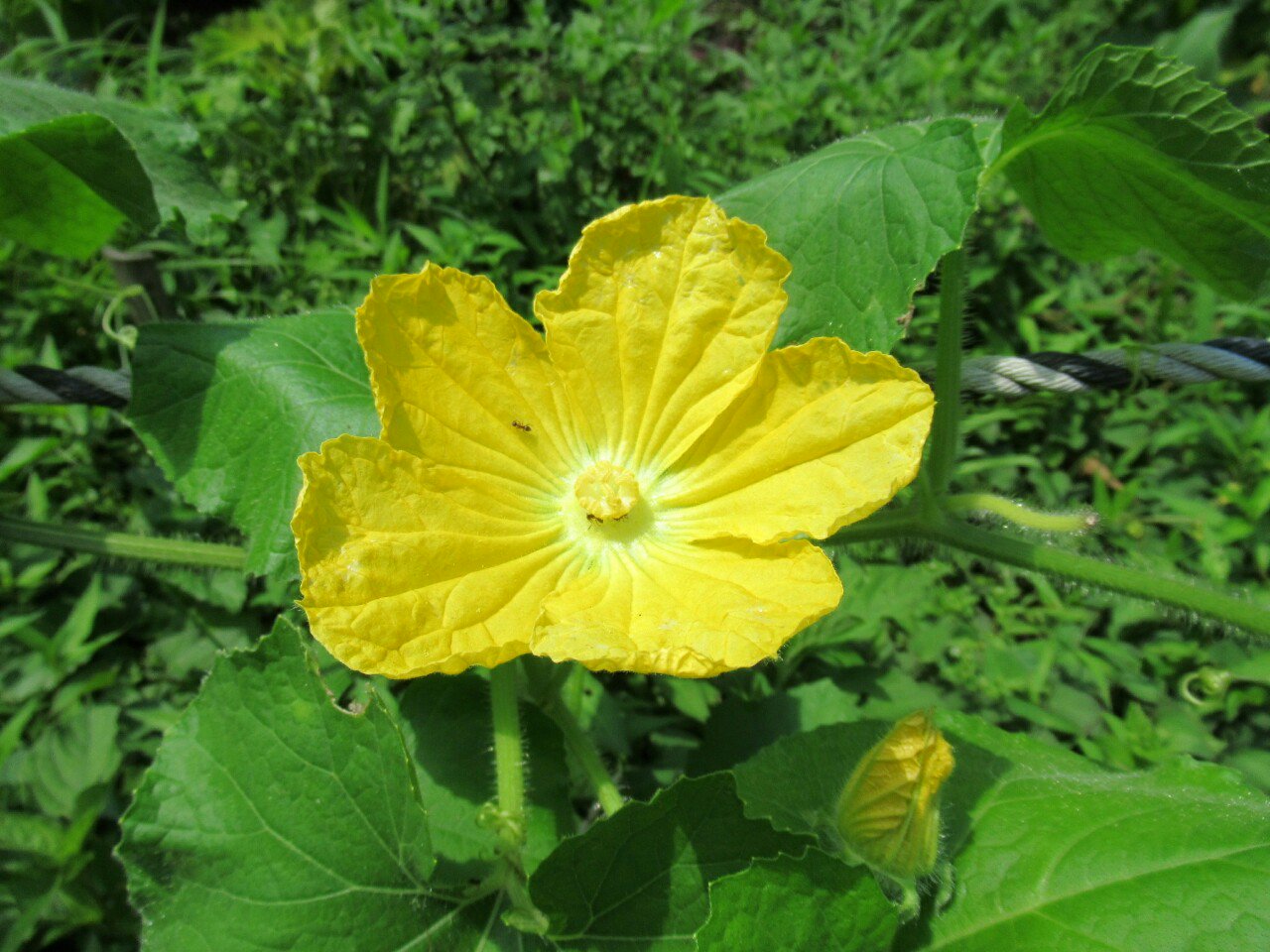 雑草図鑑 準備中 524 カボチャ ウリ科 米大陸原産 葉も花も大きいものが多い カボチャとはカボチャ属の総称で 日本で通常栽培されるのは日本カボチャ 西洋カボチャ ペポカボチャ ズッキーニ等 の３種 花 野菜 夏の花 南瓜 T Co
