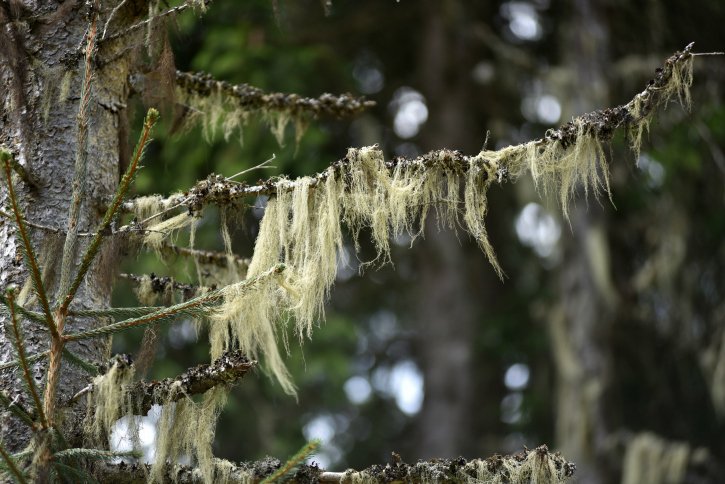 #DidYouKnow lichens are air quality indicators? Spotting types like Old Man's Beard shows the air round you is clean
scotland.forestry.gov.uk/blog/1800-look…