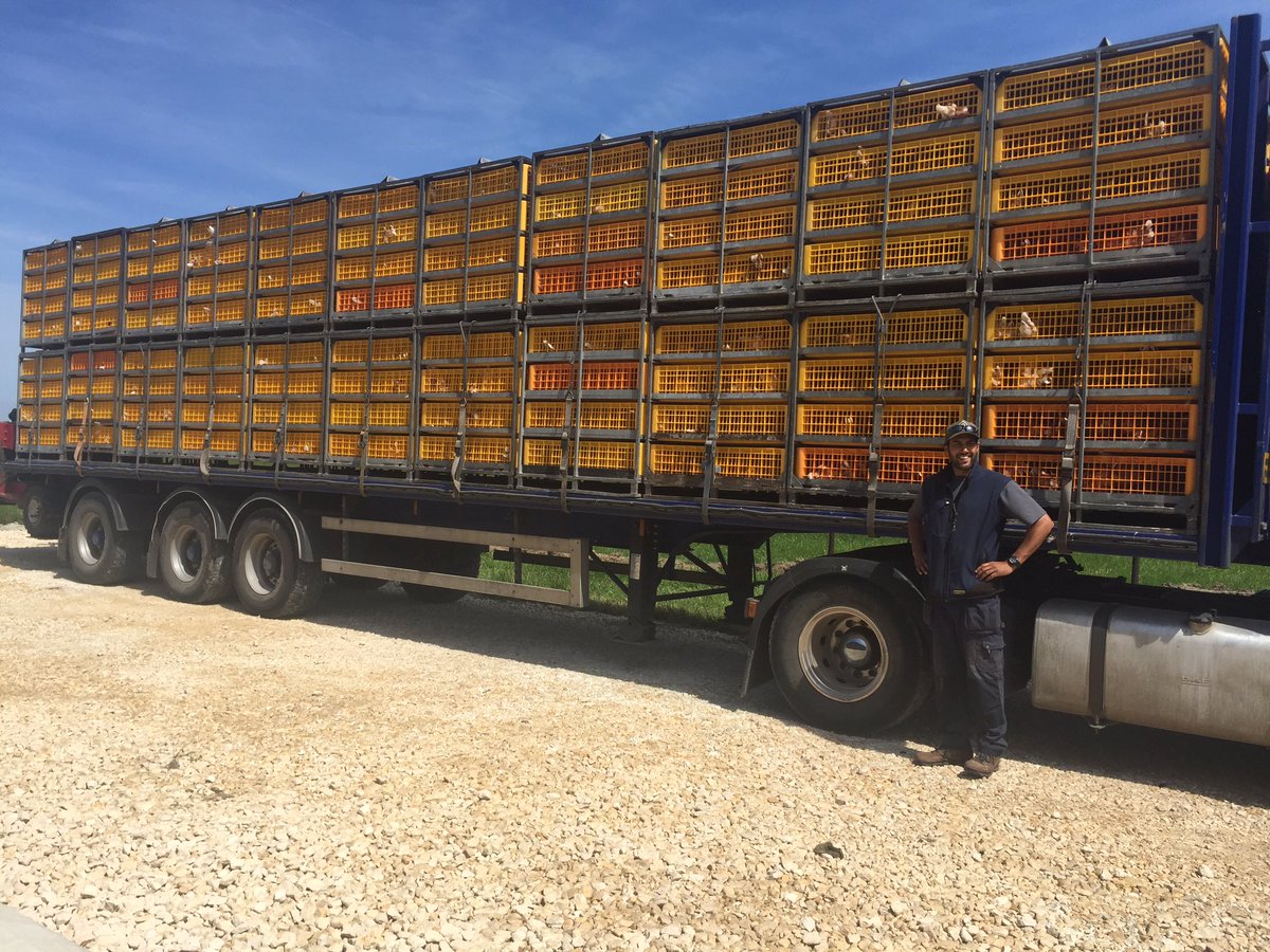 uk_jansen's tweet photo. First lorry load of pullets arriving for another @uk_jansen #AviaView #freerangeeggs https://t.co/GQ09bvoEua