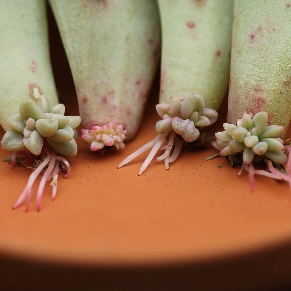 sucsforyou's tweet photo. https://t.co/0o41vsHFWL These roots are made for walkin... 🚶👢💕 #macro #propagation #roots #pinkonplants #leaftolife #leaves #graptopetalum https://t.co/PtCDGq7W7V