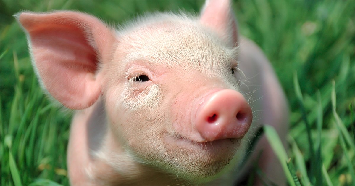AnimalsAus's tweet photo. Did you hear? A caring NSW community stood up 2 factory farmers, and WON. Plans 2 build new cruel farm REJECTED! 🎉💪🐷 https://t.co/QVJXBES8cj https://t.co/PGXCvuKMCg