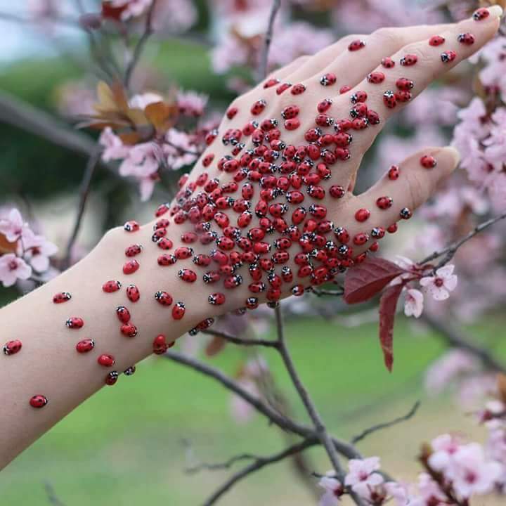 BlogAndTheCity1's tweet photo. #Buongiorno #atutti e #buona #fortuna con #simpatiche #coccinelle #svolazzanti #rosse #pois #neri #fashionblog #ciao #adopo https://t.co/2LLt652lL9