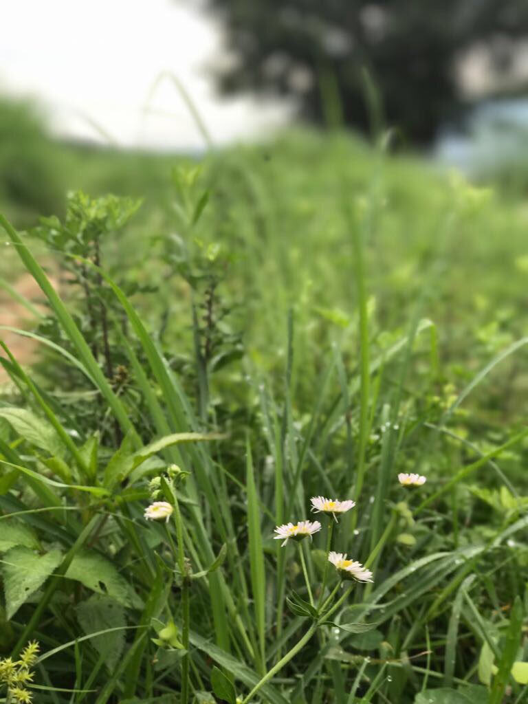 Eatstory's tweet photo. Morning walk treasures. Mountains in #monsoon. There's nothing that this view can't heal. #shotoniphone7plus #depthmode #travel #mountains https://t.co/uiGAp1fHLP
