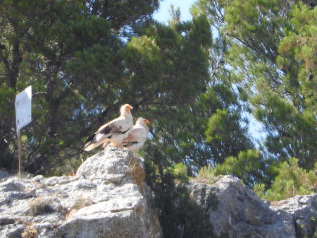 Nos unimos a la campaña contra el uso del #diclofenaco de <a href="/SEO_BirdLife/">SEO/BirdLife</a>. Firma y difunde. #Noseasbuitre seo.org/2017/07/13/no-…