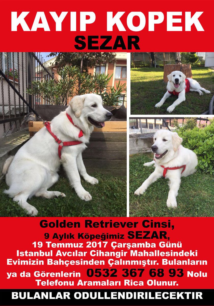 #kayıp köpek "Sezar" oğlumuzun bulunması için desteklerinizi rica ediyorum <a href="/Petarkadascom/">Pet Arkadaş</a> @kayipkopek <a href="/haysevder/">HAYSEV</a> <a href="/haysevkayipilan/">Hayvansever</a>