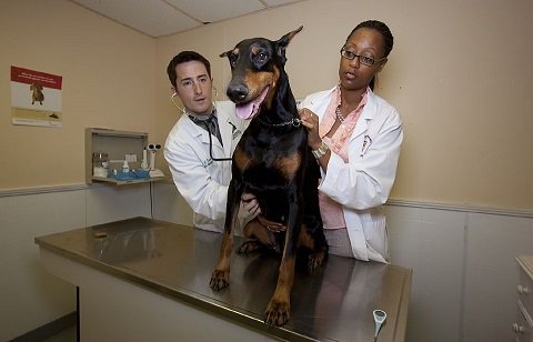 3piliers's tweet photo. Éducation canine : l'emprise des vétérinaires https://t.co/PPCIxqmdFy https://t.co/VPyFEAQ64z