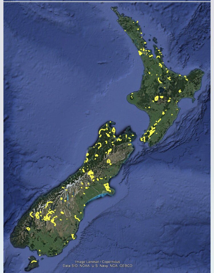 WILD THINGS NZ tweet media