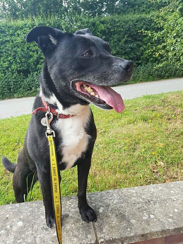 NWDogRescue's tweet photo. ⭐⭐⭐DOG OF THE DAY #DOTD⭐⭐⭐LOUBIE-LOU Please RT.  Adopt a dog and give a furever home #FFH https://t.co/ykMF5avqXn https://t.co/fL30rVtxJh