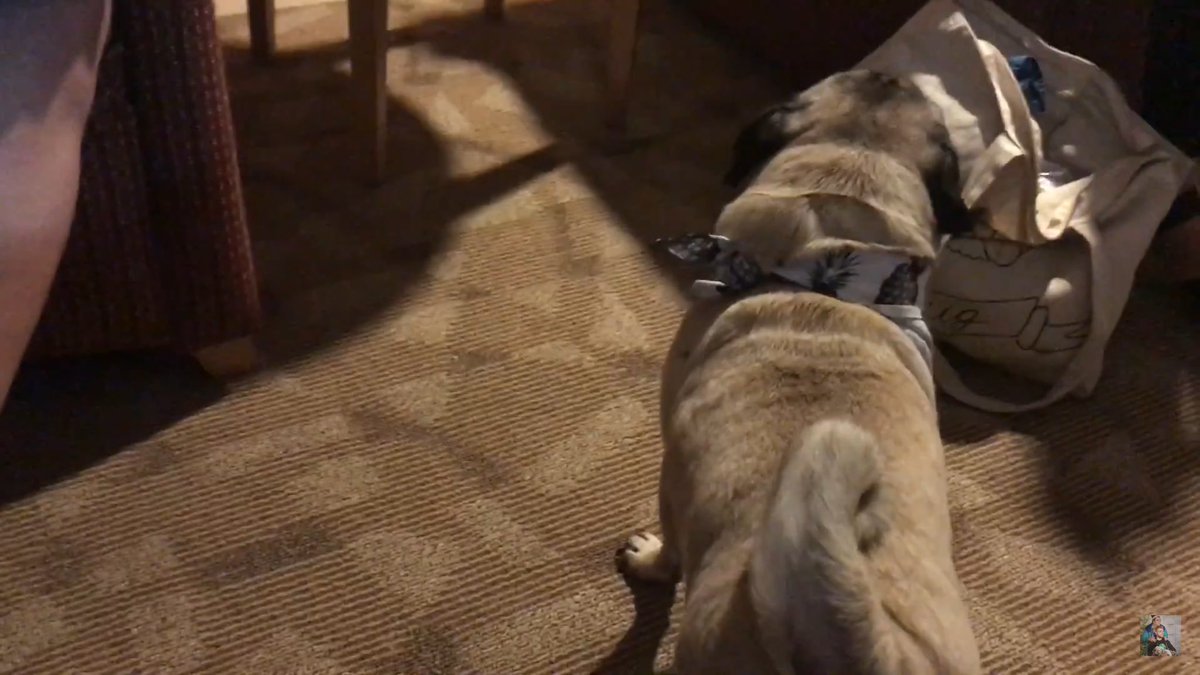 csydelkoquotes's tweet photo. *Christine barking*
Elijah: "Why are you starting beef with Doug the Pug?"
"Eugene is cuter" https://t.co/MGGJlEWSI2