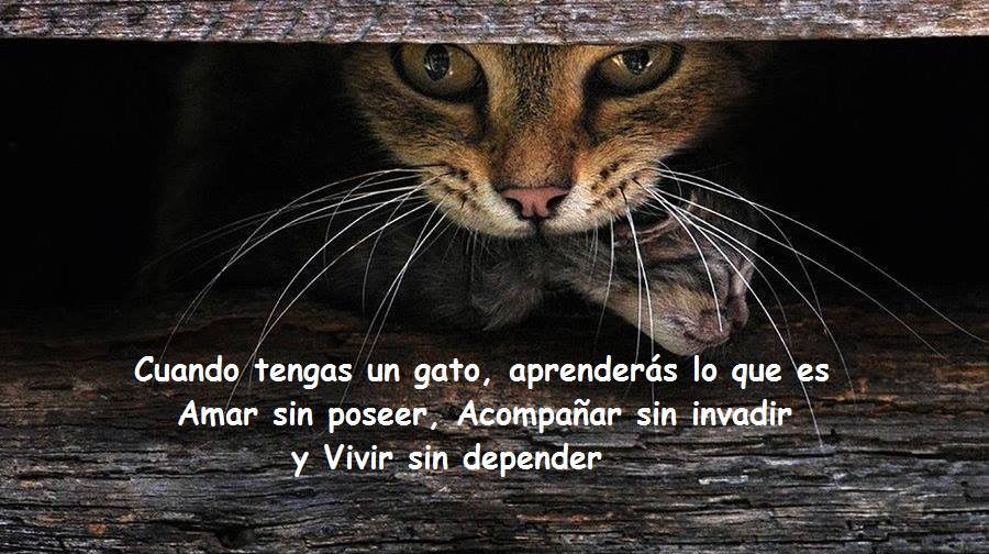 ankorinclan's tweet photo. Amar, acompañar,vivir.... https://t.co/Y2YfxSlLNH