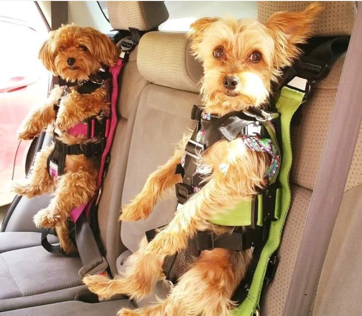 No todo vale ¿Quieres saber cual es la forma más segura de transportar una mascota? Nuestra revista te lo cuenta yrevista.dgt.es/MascotasTte