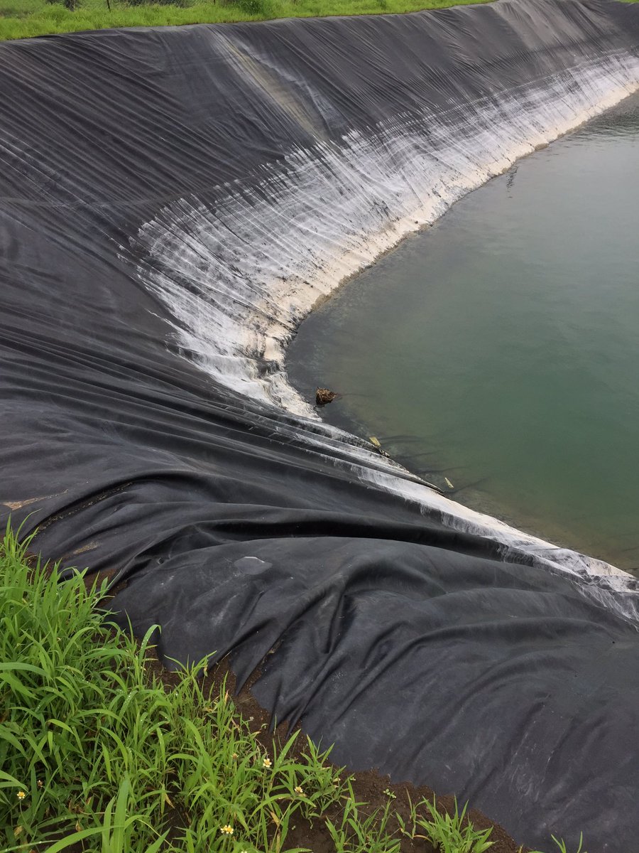 JDkrashifirm's tweet photo. Cute owl fell into the dam.#jdkf #jaydeep_krashi_firm #thaiguava #ratlam_guava #karamdi_guava #vnrbihi1 #delicious_guava #tasty_guava https://t.co/HAu7S3NCuW