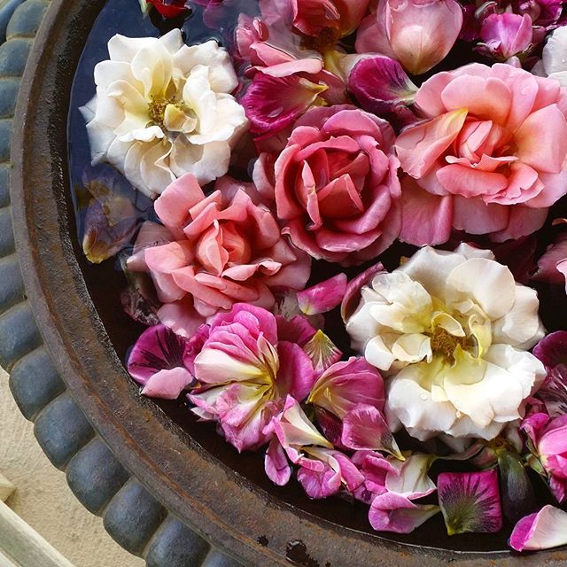 HunterValleyGardens tweet media