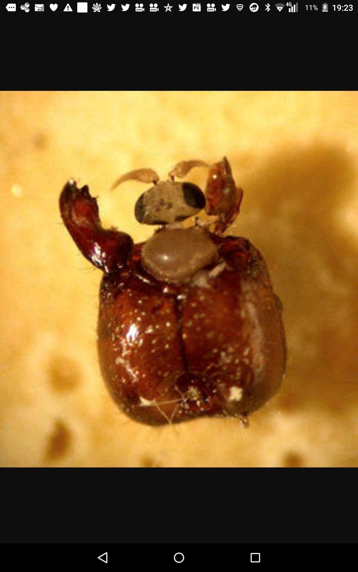 なつき どっかのサブ垢ww Ar Twitter ヒアリの天敵ゾンビバエpart2 ゾンビバエとは真ん中の写真のハエです 奴らはヒアリの脳を食べながら 酵素を分泌して頭を溶かして落とすんだそうです でも 怖いですよね ゾンビバエ ヒアリ ヒアリ天敵 ヒアリ撲滅委員会