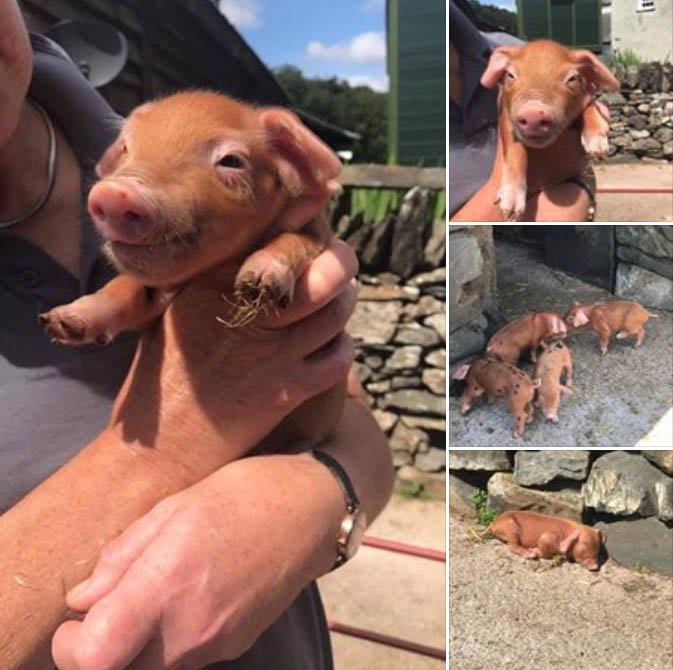 OldHallFarm1's tweet photo. Come see our newborn oxford sandy and black piglets!  #cute #piglets #farm #cumbriafarm #cumbria #LakeDistrict https://t.co/pq2PPHzOJd