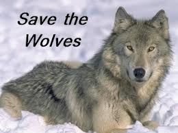 JaynePGB's tweet photo. We must save them...
#StandwithWolves
#StandforESA
#StopWolfHunts
#ContactYourSenator
#Wolves https://t.co/y5PRDy0wbH