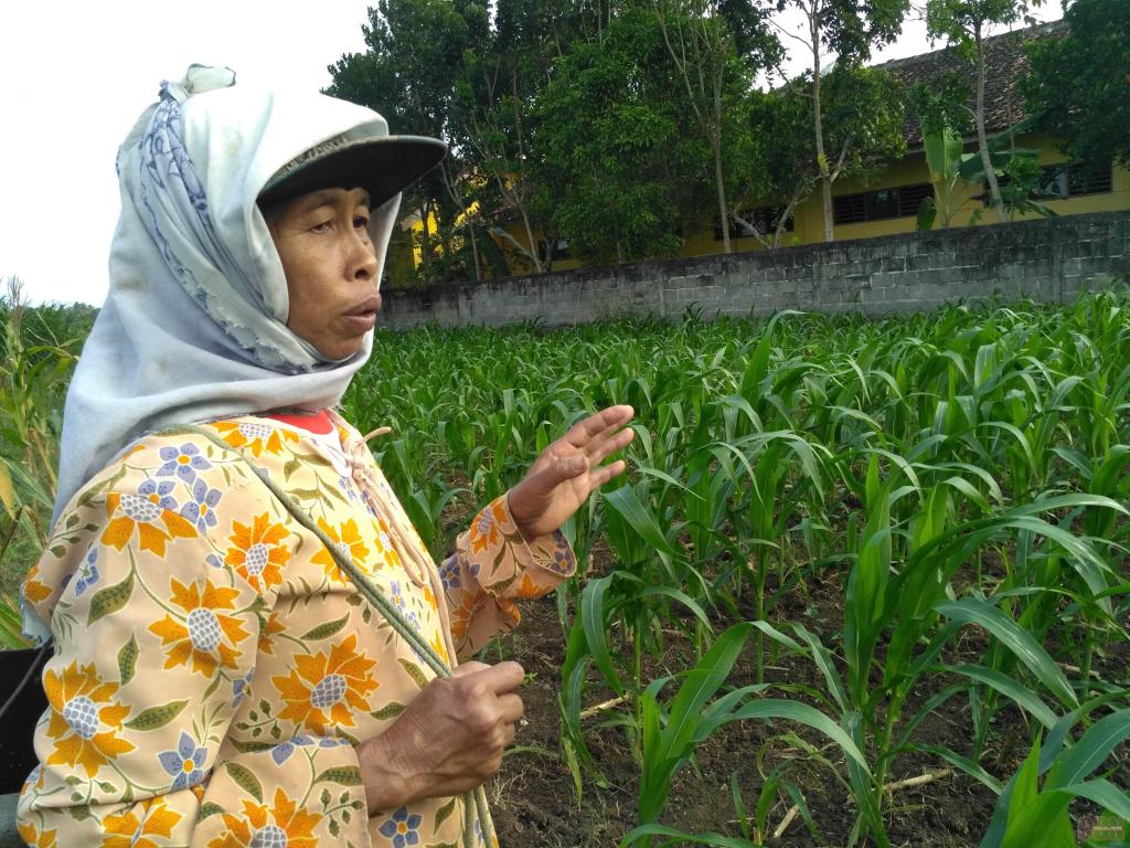 cendananews's tweet photo. Petani Kulonprogo Lestarikan Pertanian Tradisional Model Surjan https://t.co/OLuVls5pds https://t.co/QcMJbdCh7M