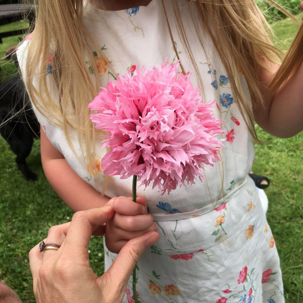 Look at this poppy! Thanks for sharing <a href="/DottyDungarees/">Dotty Dungarees</a>