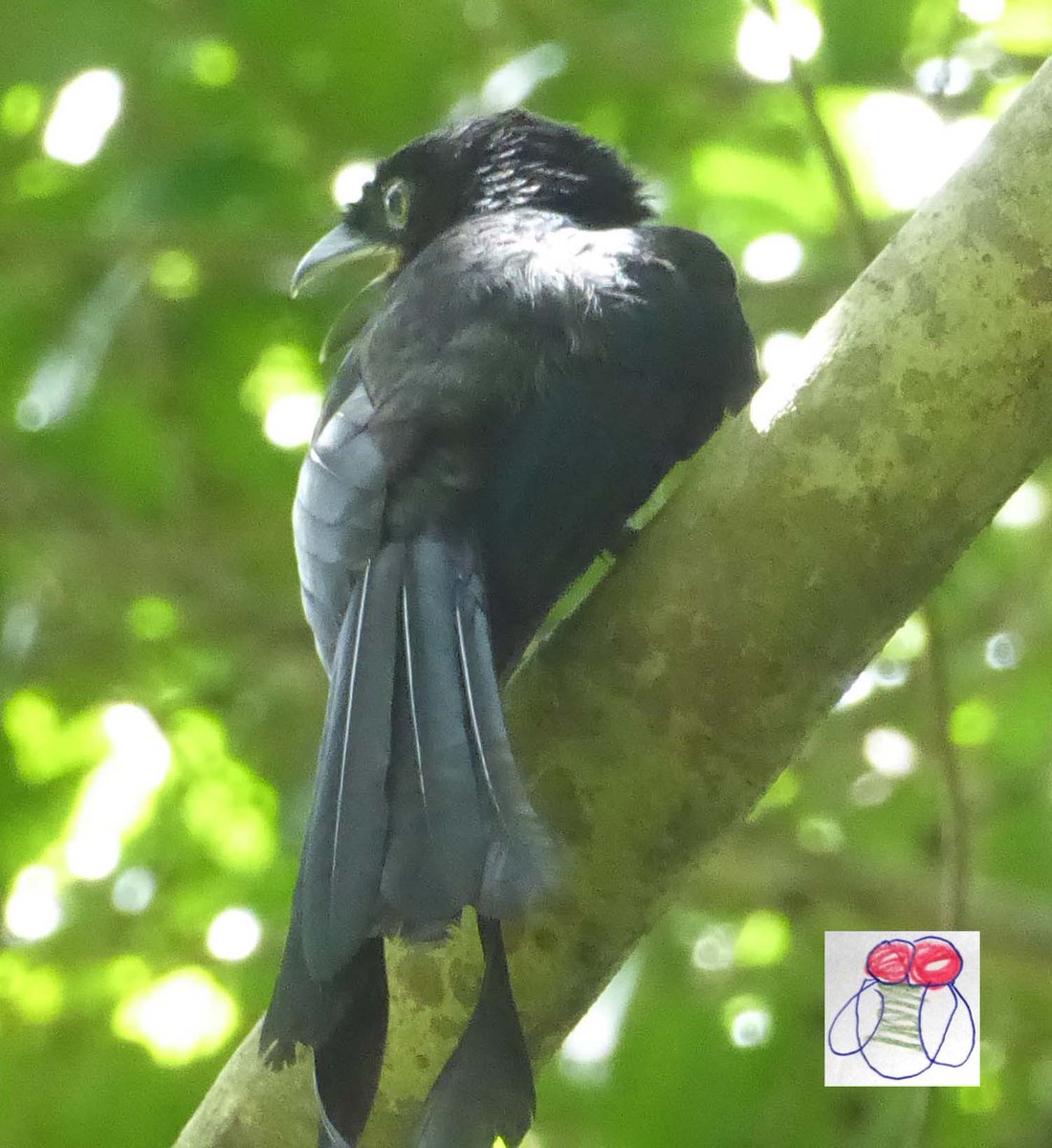 BryanGohCorp's tweet photo. Greater racket-tailed Drongo in Singapore. #bird #drongo #bukitbatoknaturepark #bryangoh #Lumix #photography #birdwatching #bgc https://t.co/kD8U3CEMRd
