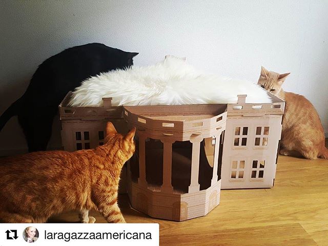 poopy_cat's tweet photo. #poopycat https://t.co/bnIwWnG68B