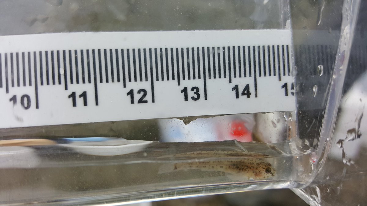ZSLMarine's tweet photo. 179 #gobies on the foreshore survey at #Putney #inthethames last week @TidewayLondon @bournemouthuni @AECOM #fish #seinenet https://t.co/i96HnRa3Gj