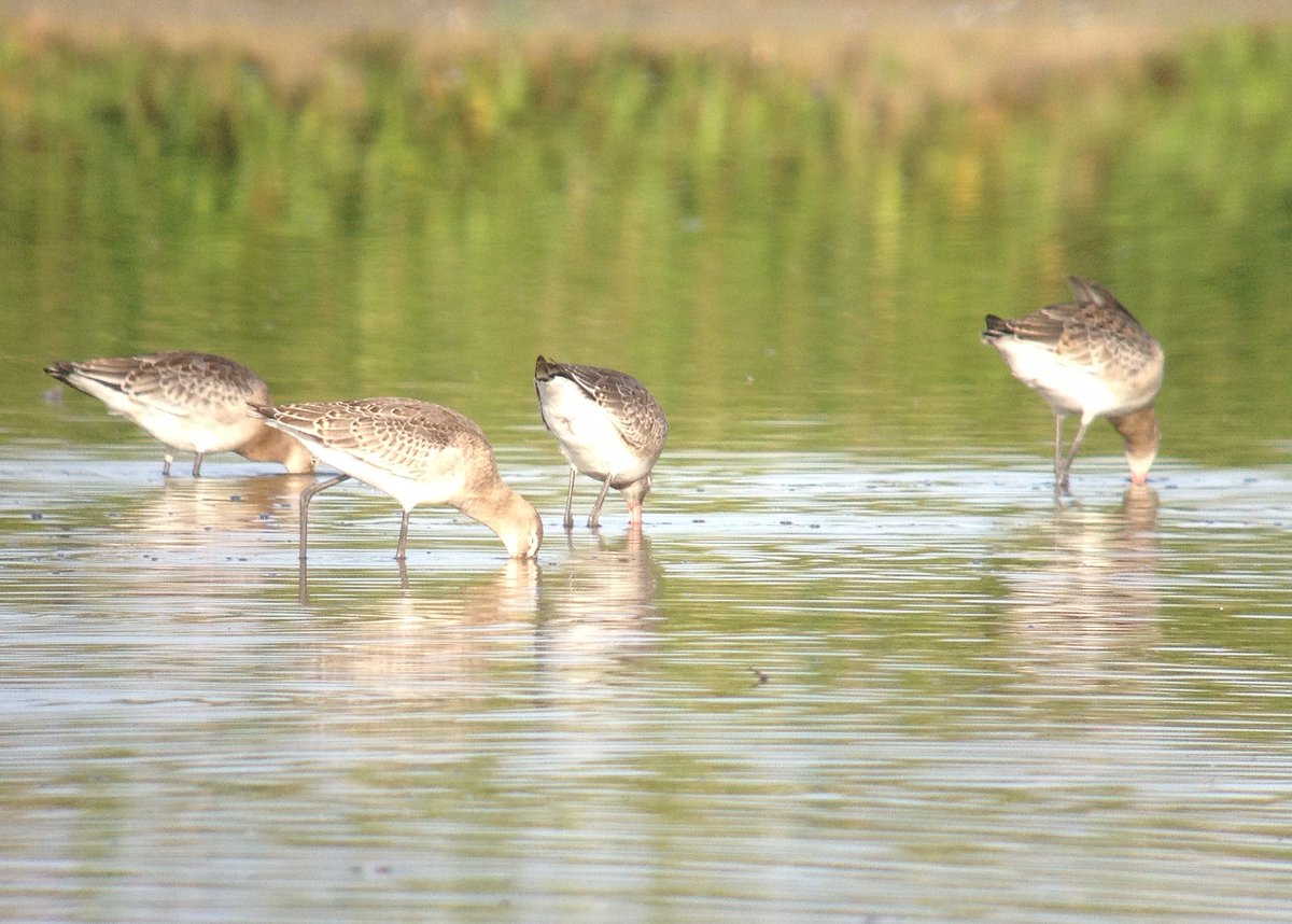 Leuke aantal(30) jonge grutto's in onze natuurgebieden Zandpolder 1,2,3, en Nollenland, 1 jong uit N-Duitsland #weidevogels @landschapnh