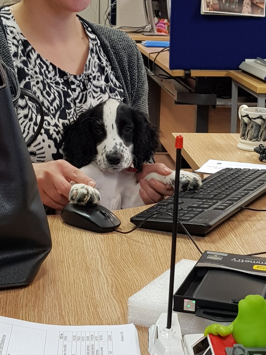 Your Bader Helpdesk operator today  🐶