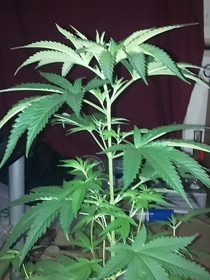 cmartin0725's tweet photo. Love that. #cleanroots #buddhastree https://t.co/DqvXsHzg7e