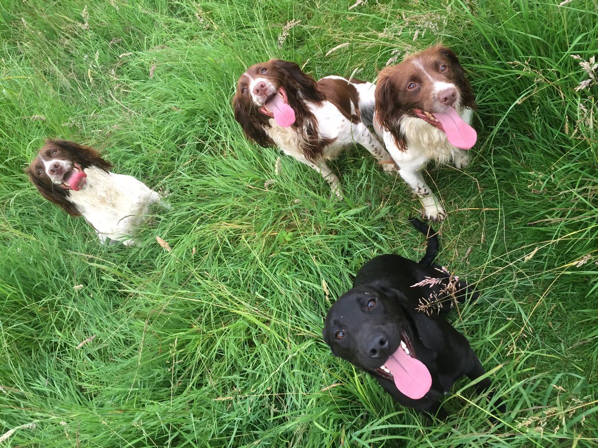 Working Dogs News tweet media