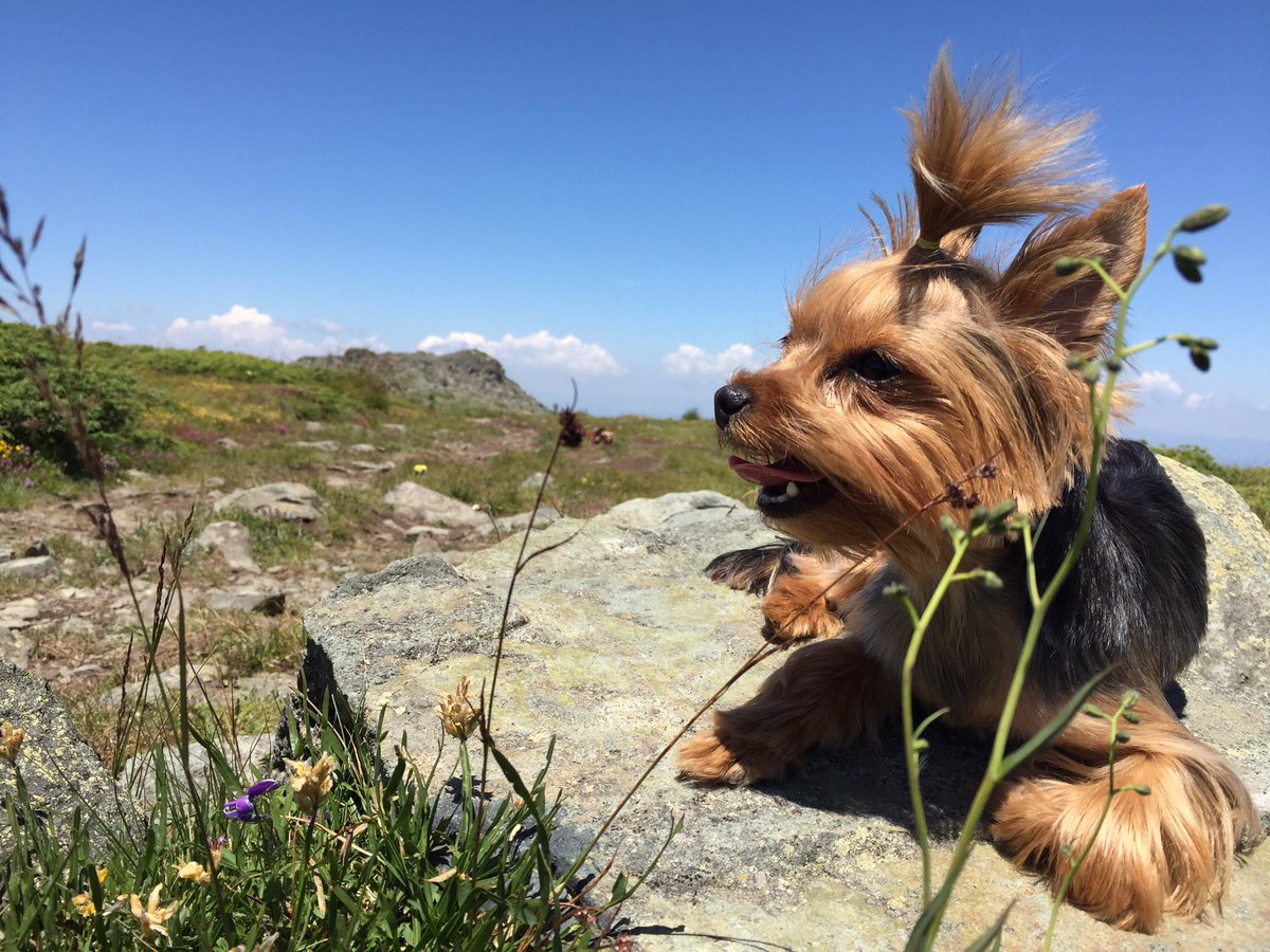 Yorkie Life tweet media