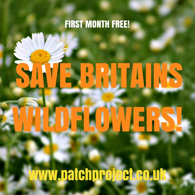 Get started saving British wildflowers! Please share and subscribe at patchproject.co.uk (First month is completely free!)