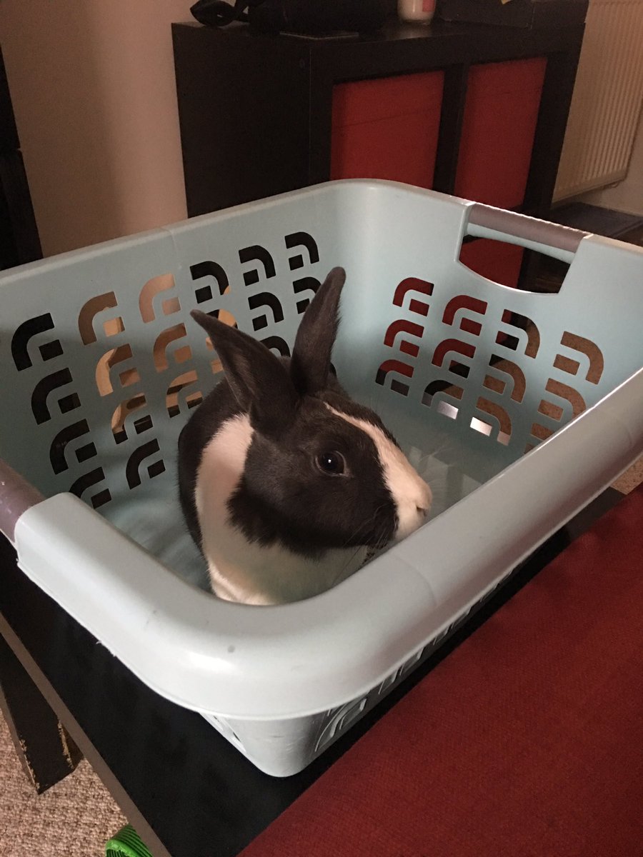 WafflesWillow's tweet photo. That look when you get caught being naughty/silly 😂 #rabbits #mischief #laundryhelp https://t.co/2Rd7jzW51N